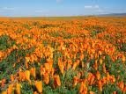 The Dirty Gardener California Orange Poppy Wildflowers