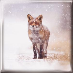 Luxury Christmas Cards (MED5644) - Winter Wonderland Fox - Box Of 12 Cards