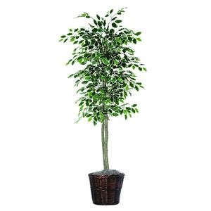 Vickerman 6-Feet Artificial Variegated Ficus Economy Tree in Decorative Container