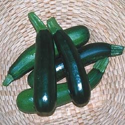 Zucchini Seeds- Black Beauty Squash- 30+ Seeds