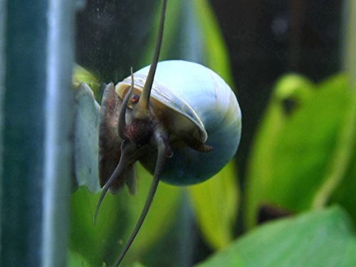 DELUXE Mystery Snail COMBO PACK (Pomacea bridgesii - LARGE live snails! 1/2 to 2+ inches) - 1 Gold, 1 Blue, 1 Black, 1 Albino, 1 Ivory Mystery Snail (Algae Eaters) + Aquatic Arts Brand Food Sample