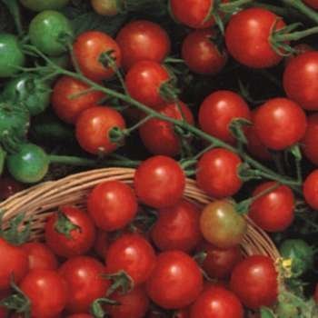Tiny Tim Tomato 125 Seeds - GARDEN FRESH PACK!