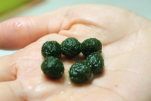 LUFFY Marimo Moss Ball x 5+1 FREE!-Live Rare Easy Decor Plant. They are the living Moss ball.(Ship From USA) Just place them into any water container and create your own special water garden!