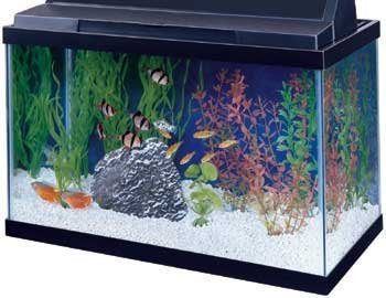 All Glass Aquarium AAG10015 Tank Black, 15-Gallon