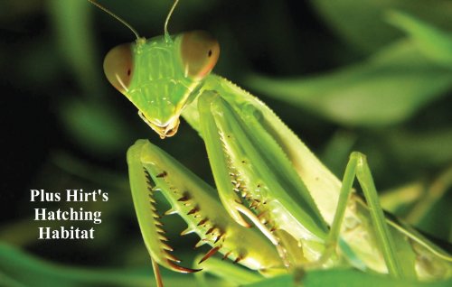 Praying Mantis 10 Egg Cases 1,000 - 4,000 Babies with Hirt's Hatching Habitat