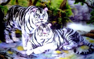 White Tigers 3D Picture, A 3D Lenticular White Tiger Wall Art Ready To Frame, 34.5 x 24.5 cm
