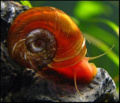 10 Bright Red Ramshorn Snails (Algae-eaters - Safe for Fish, Plants, and Shrimp) by Aquatic Arts
