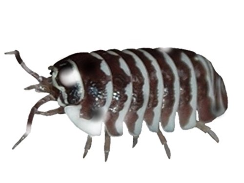 Live Zebra Roly Polys! Rolie Polie Isopods by Pocket Pets