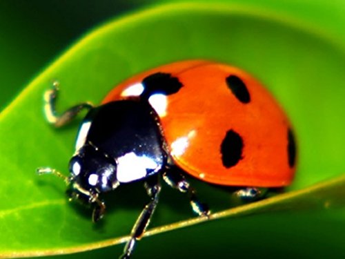 18,000 Live Ladybugs - Good Bugs - Ladybugs - Guaranteed Live Delivery!