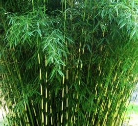 Bambusa Metake Korean/japanese Arrow Bamboo #1 Size Live Plant