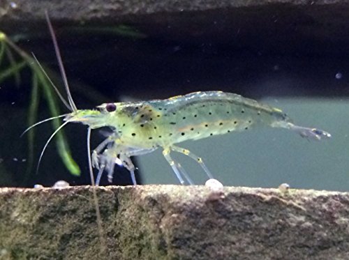 Dwarf Shrimp Rainbow Pack - 3 Fire Red Cherry Shrimp, 3 Neon Yellow Shrimp, 3 Amano Shrimp (Breeding Age Young Adults - 1/2 to 1 Inch Long) by Aquatic Arts