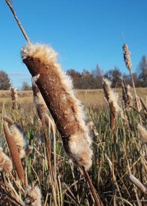 Cattail (Typha latifolia), 4000 Certified Pure Live Seed, True Native Seed