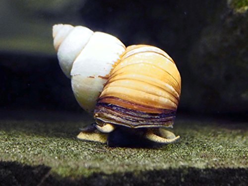 10 LARGE (1/2-2+ inches) Japanese Trapdoor Snails (Viviparus malleattus) + Aquatic Arts Brand Food Sample
