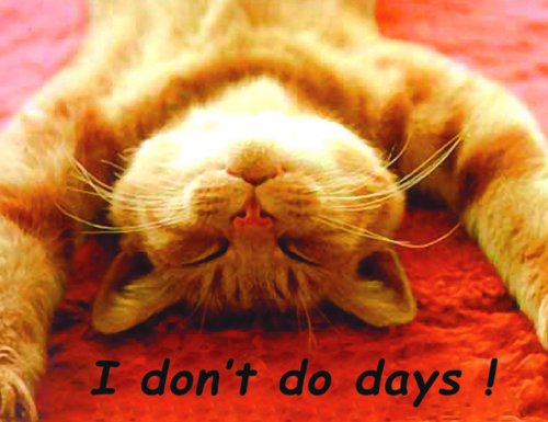 Ginger Cat, Don't Do Days! Fridge Magnet