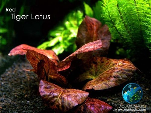 LUFFY Red Tiger Lotus Bulb- Live Aquarium Aquatic Plant Seed for Lotus Seed Aquascape Fish Tank