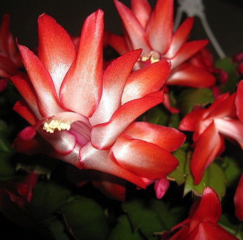 Hirt's Red Christmas Cactus Plant - Zygocactus - 4 pot
