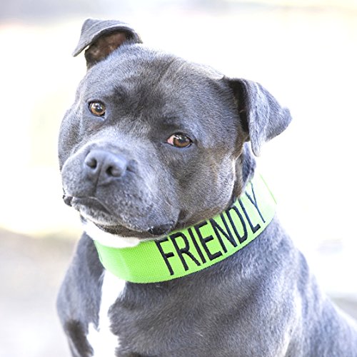 FRIENDLY Green Color Coded Semi-Choke Dog Collar (Known As Friendly) PREVENTS Accidents By Warning Others of Your Dog in Advance