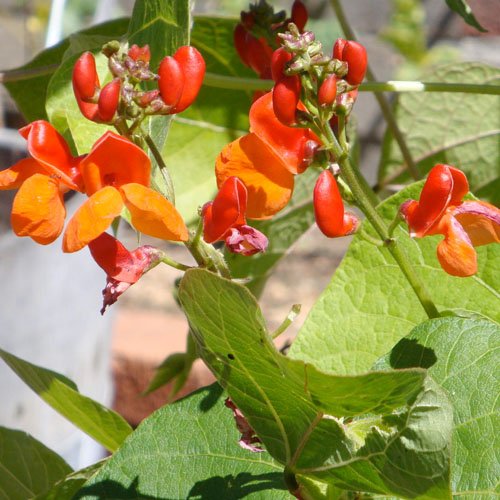 Package of 65 Seeds, Scarlet Emperor Runner Bean (Phaseolus vulgaris) Non-GMO Seeds By Seed Needs