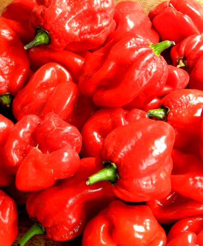 SeedsDirect's Trinidad Moruga Scorpion Hot Pepper Seeds - 30 Pack - Certified Organic Non - GMO