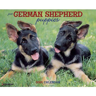 German Shepherd Puppies - 2014 16-Month Calendar