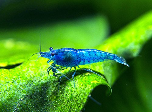 5 Live Freshwater Dream Blue Velvet Shrimp (Neocaridina davidi) - Breeding Age Adults at 1/2 to 1 Inch Long + Java Moss by Aquatic Arts