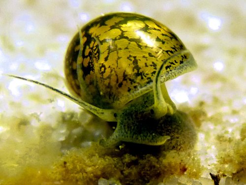 10 Marbled Purple Snails (Pond Snails) - 1/4 to 1/2 Inch Long Juveniles by Aquatic ArtsTM
