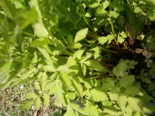 Water Dropwort/Korean Watercress- Edible Leafy Vegetables, Buy 12 Rooted Plants Get 12 FREE