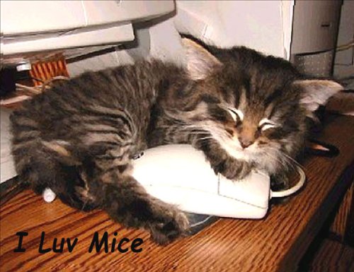 Tabby Kitten, I Luv Mice Fridge Magnet