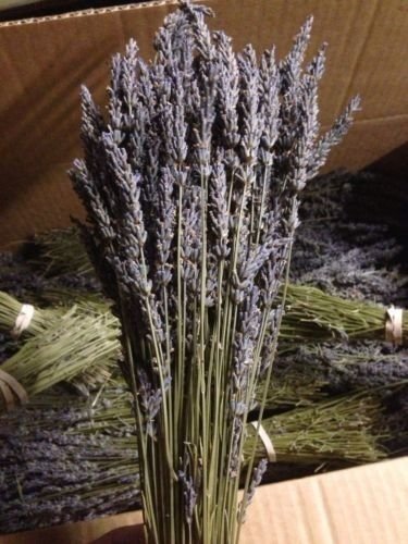 French Provence Romantic Dried Grosso Lavender Bunches,bunches Come with 100-200 Stemsngth Ranging From 16-20 Inches.(set of 1)