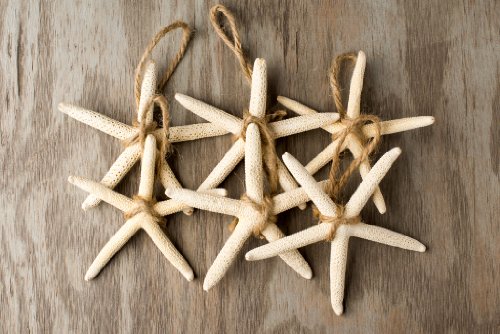Hinterland Trading White Finger Starfish Ornaments 2 to 4 Set of 6 Stars of the Sea Christmas Ornament and Year Round Decorating