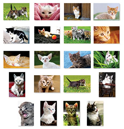 KITTENS postcard set of 20 postcards. Kitten post card variety pack. Made in USA.