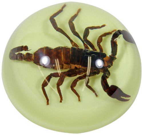 3.5 Black Scorpion Dome Paperweight Glow in the Dark