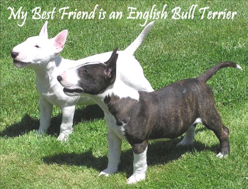 English Bull Terrier Fridge Magnet, My Best Friend