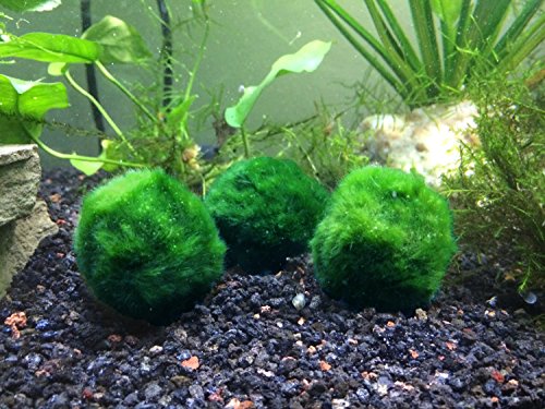 5 B Grade Giant Marimo Moss Balls by Aquatic Arts