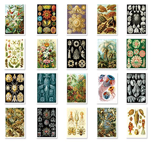 NATURAL CURIOSITIES by Ernst Haeckel postcard set of 20 postcards. Botanical illustrations theme post card variety pack. Made in USA.