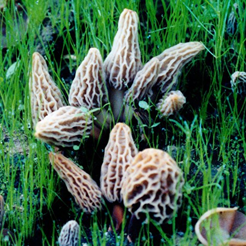Morel Habitat Kit - Backyard Morel Mushroom Growing Kit