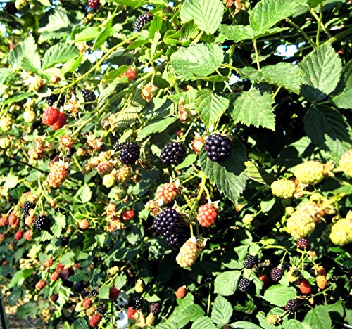 Blackberry Plants Von Price Includes Four (4) Plants