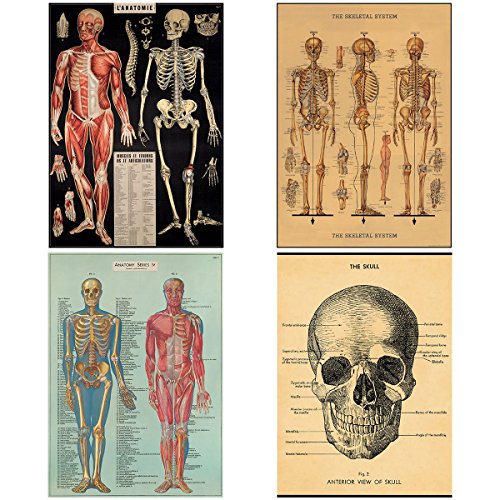 Human Body Vintage Style Biology Poster Set of 4 Decorative 20 x 28