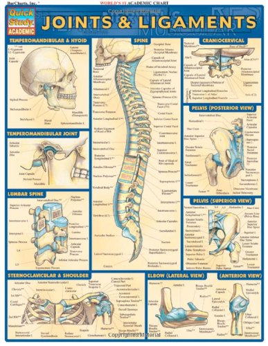 Joints & Ligaments (Quickstudy: Academic)