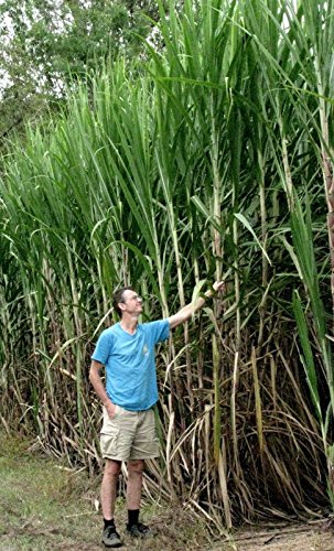 Сахарный тростник в россии. Сахарный тростник. Бали сахарный тростник. Сахарный тростник в Индии.